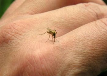 Tabasco reporta tres defunciones y 400 casos de dengue.