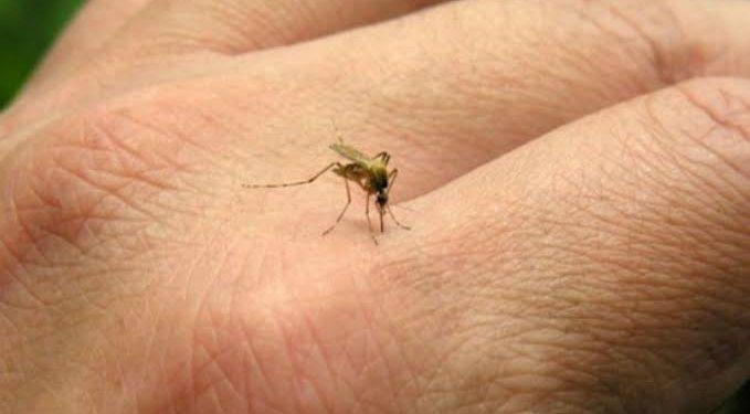 Tabasco reporta tres defunciones y 400 casos de dengue.