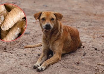 Detectan primer caso de gusano barrenador en un perro en Kantunilkín