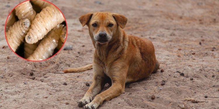 Detectan primer caso de gusano barrenador en un perro en Kantunilkín