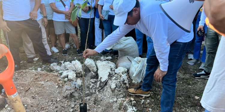 Arboriza Cancún podría extenderse a planchas de concreto en Villas Otoch