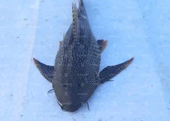 Capturan nuevo ejemplar de pez diablo en la Bahía de Chetumal