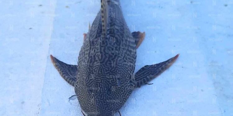 Capturan nuevo ejemplar de pez diablo en la Bahía de Chetumal