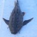 Capturan nuevo ejemplar de pez diablo en la Bahía de Chetumal
