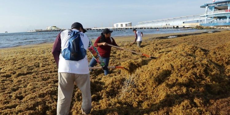 Quintana Roo evalúa minuciosamente planta de biogás para sargazo