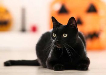 Prohíben adopción de gatos negros en Halloween en ciudad española para evitar maltratos