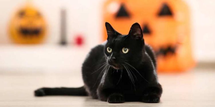 Prohíben adopción de gatos negros en Halloween en ciudad española para evitar maltratos