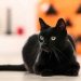 Prohíben adopción de gatos negros en Halloween en ciudad española para evitar maltratos