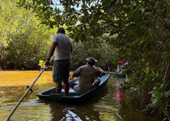 Familias de Sisal lideran la recuperación de manglares