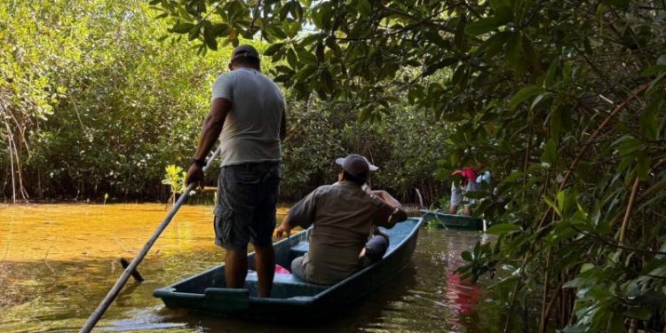 Familias de Sisal lideran la recuperación de manglares