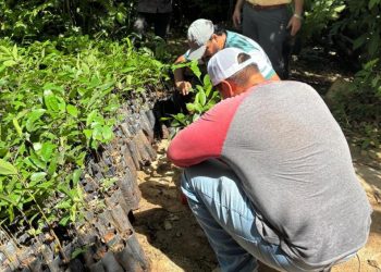 Renacimiento Verde avanza en el oriente yucateco