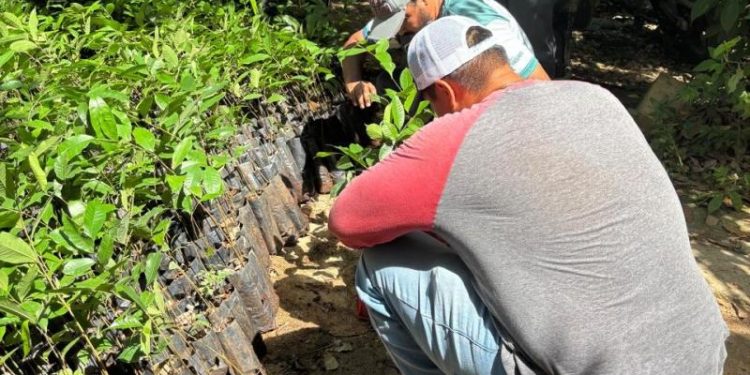 Renacimiento Verde avanza en el oriente yucateco