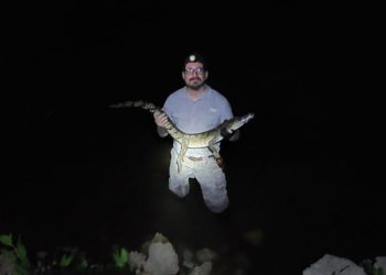 Protegen anidación de tortuga carey con reubicación segura de cocodrilo