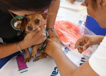 Refuerzan en Yucatán las acciones de bienestar animal y prevención sanitaria