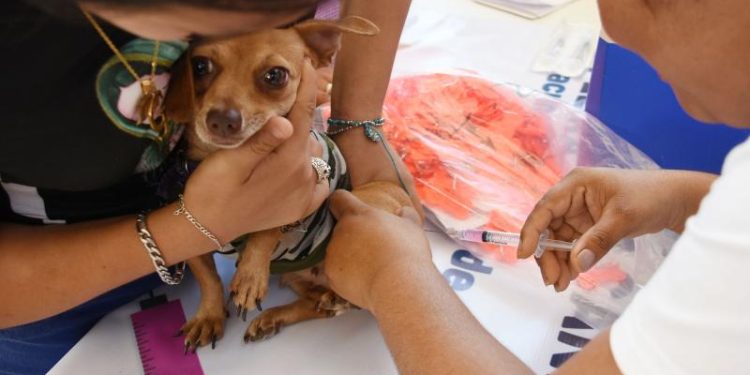 Refuerzan en Yucatán las acciones de bienestar animal y prevención sanitaria