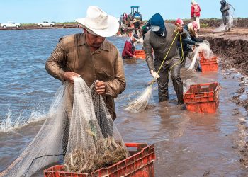Pesca en riesgo: Campeche alerta por posible sobreexplotación del camarón ante fin de veda en Tamaulipas