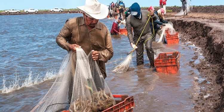 Pesca en riesgo: Campeche alerta por posible sobreexplotación del camarón ante fin de veda en Tamaulipas