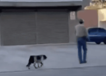 Indignación en Chihuahua: mujeres enfrentan a hombre que pateó a un perro