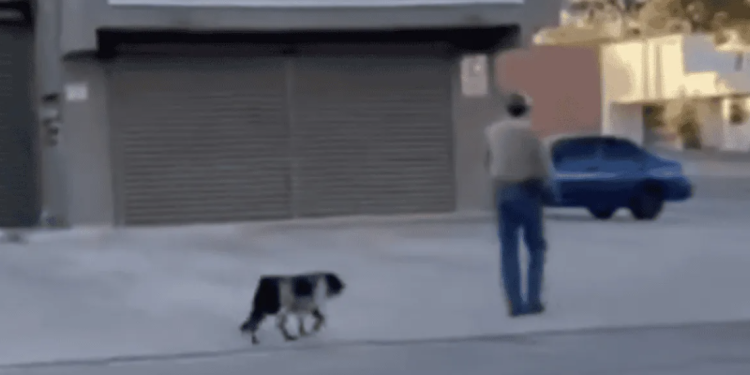 Indignación en Chihuahua: mujeres enfrentan a hombre que pateó a un perro