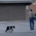 Indignación en Chihuahua: mujeres enfrentan a hombre que pateó a un perro