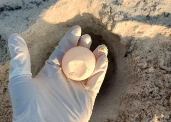Playa del Carmen cierra una exitosa temporada de anidación de tortugas marinas