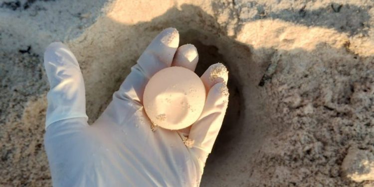 Playa del Carmen cierra una exitosa temporada de anidación de tortugas marinas