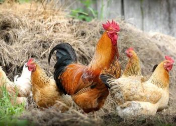 La No Violencia es una Fuerza Transformadora