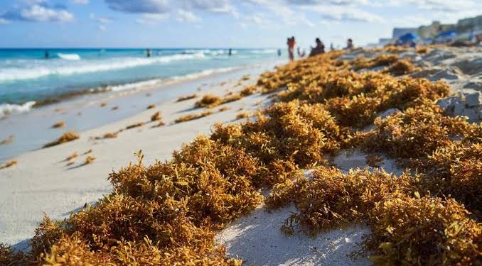 Fin de la Temporada de Sargazo en Quintana Roo