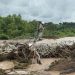 Veracruz Bajo el Agua: Más de 150 Evacuados y 20 Rescatados