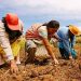 Mujeres Rurales: Pilares Fundamentales del Desarrollo Sostenible