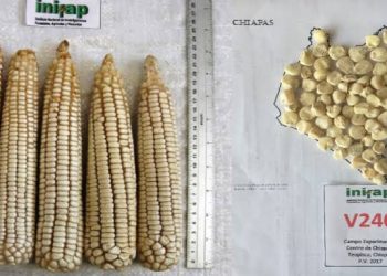 50 Años de Poesía Viva: Voces Contemporáneas en el Seminario de Cultura Mexicana