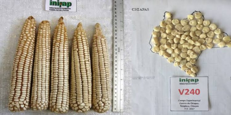 50 Años de Poesía Viva: Voces Contemporáneas en el Seminario de Cultura Mexicana