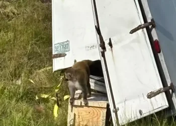 Hombre Ejecutado en Actopan; Policía Busca al Presunto Responsable