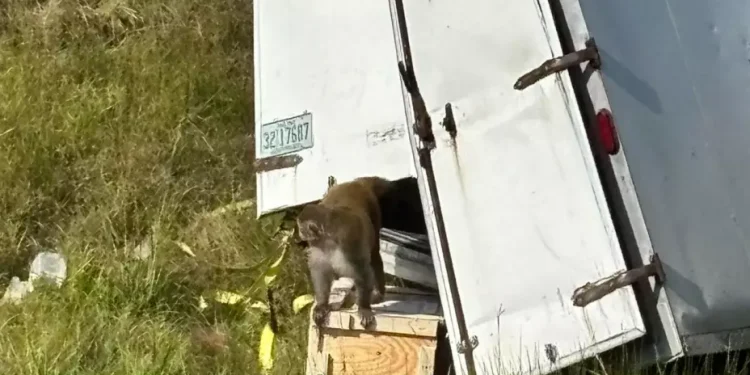 Hombre Ejecutado en Actopan; Policía Busca al Presunto Responsable