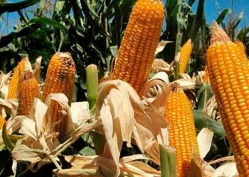 Billie Eilish y Jacob Elordi, ¿Nueva Pareja en la Meca del Espectáculo?