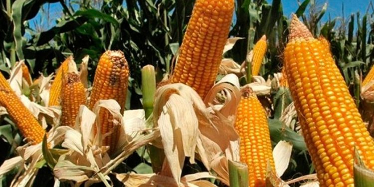 Billie Eilish y Jacob Elordi, ¿Nueva Pareja en la Meca del Espectáculo?