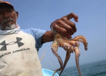 Pulpo maya en riesgo: pesca cae hasta un 70% en Isla Arena