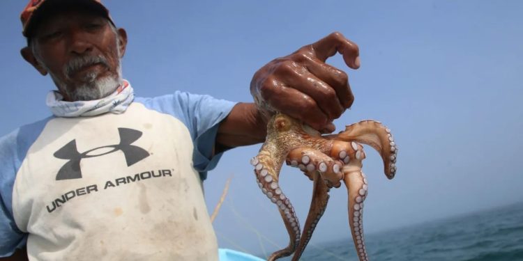 Pulpo maya en riesgo: pesca cae hasta un 70% en Isla Arena
