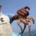 Pulpo maya en riesgo: pesca cae hasta un 70% en Isla Arena