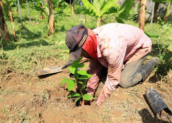 Más de 2.7 millones de solicitudes en la “Jornada de Reforestación 2025” en Tabasco
