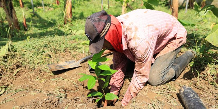 Más de 2.7 millones de solicitudes en la “Jornada de Reforestación 2025” en Tabasco