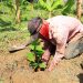 Más de 2.7 millones de solicitudes en la “Jornada de Reforestación 2025” en Tabasco