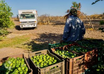 Gobierno federal desplegará operativo para proteger a productores de limón en Michoacán