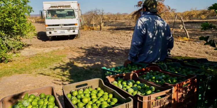 Gobierno federal desplegará operativo para proteger a productores de limón en Michoacán