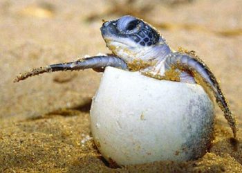 La tortuga Carey lidera la temporada de anidación en Campeche