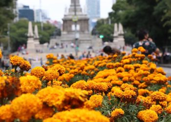 Sedema activa centros de acopio de cempasúchil: Parque Ecológico de Xochimilco y Centros de Cultura Ambiental