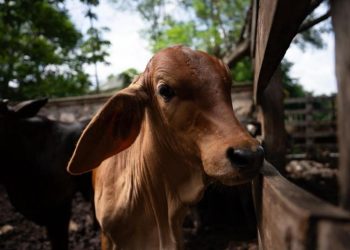 Trabajo conjunto protege la sanidad ganadera en Yucatán
