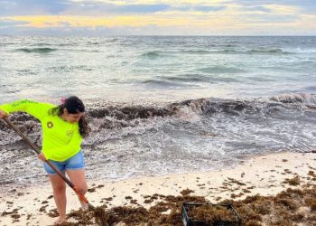 Frentes fríos reactivan la llegada de sargazo a playas de Cancún