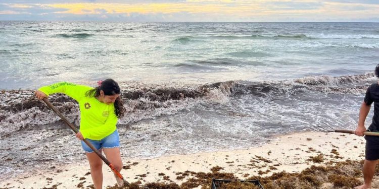 Frentes fríos reactivan la llegada de sargazo a playas de Cancún