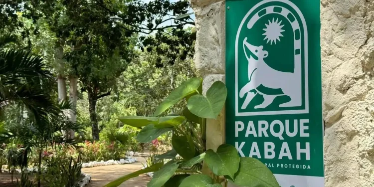El Parque Kabah evoluciona a selva primaria, un logro ambiental único en Cancún